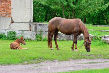 Naklejka premium Adult horse and her foal in the pasture