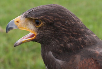 Falcon with open beak, screaming, side view with blurred green background