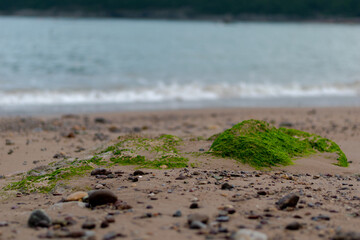 the green stone in the beach