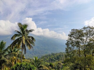 Fototapeta na wymiar Misty hills in Munnar, Kerala