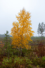 Bright yellow tree in autumn in Finland