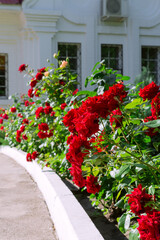 Improvement of the city of Saratov, beautiful red flowers blooming roses in the flowerbed along the sidewalk against the background of the building, garden floral decor in the backyard in the park