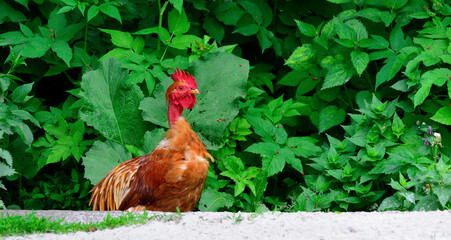 Beautiful big white rooster in the village