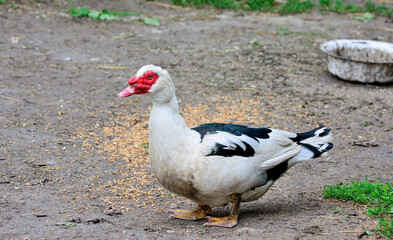 Musky duck, mute swan, drake, close up