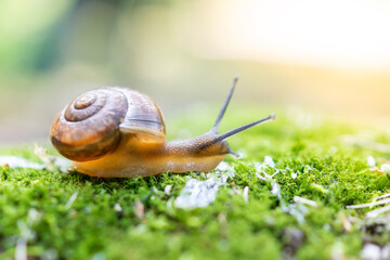 snail and moss