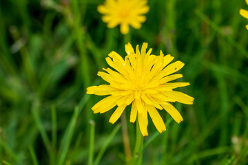 yellow dandelions in the grass