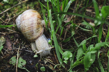 A large snail in a sink crawls on the ground. view from above. wild nature