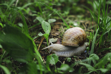 A large snail in a sink crawls on the ground. slowness concept