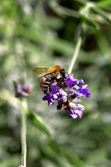 honey bee on lavender macro