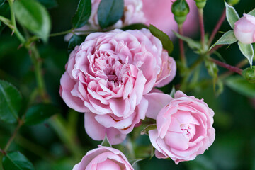 Pink double petal rose bush in summer cottage garden