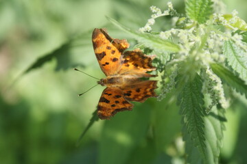 Orange butterfly with black spots sitting on the foliage.