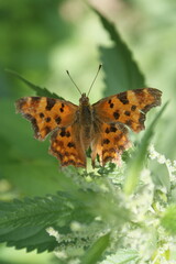 Orange butterfly with black spots sitting on the foliage.