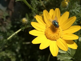 malmequer amarelo