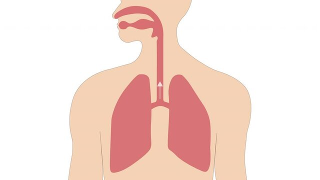 Breathing in and out with the expansion and contraction of the lungs.