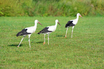 Young storks walk on the field