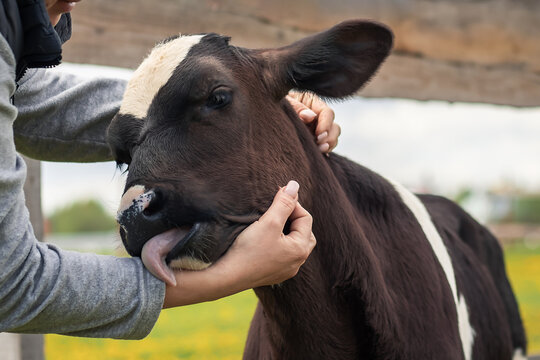 Close-up Portrait Of A Calf With White And Brown Fur And Black Eyes Licking The Hand Of A Woman Who Is Hugging Him On The Farm In A Summer Day. The Concept Of Friendship And Caring For Animals.