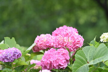 咲き誇る赤い紫陽花