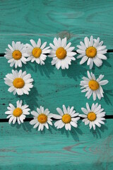 daisy flowers on a wooden table