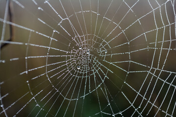 Beautiful drops of water on a spider web