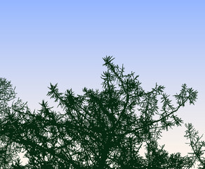 Vector image of silhouettes branches of spruce tree against morning sky