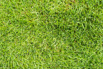 green grass texture background. The texture of green grass surface for the background, Top view of grass field .