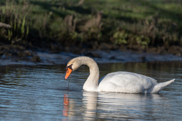 Portrait of a swan in warm evening light