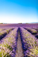 Fototapeta na wymiar Lavender fields in Plateau de Valensole with a stone house in Summer. Alpes de Haute Provence, PACA Region, France