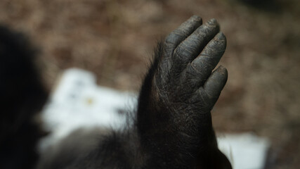 łapa dłoń ręka goryla w klatce w zoo z bliska - obrazy, fototapety, plakaty