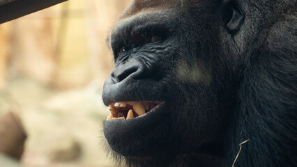 Duży goryl śmieje się w klatce w zoo portret © tomek