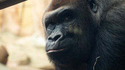 Duży goryl w klatce w zoo portret