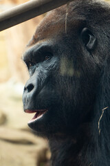 Duży goryl w klatce w zoo portret - obrazy, fototapety, plakaty