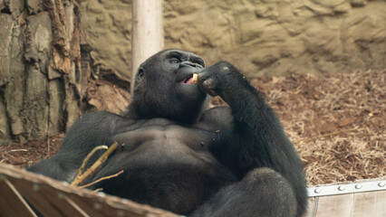 duży goryl je posiłek w klatce w zoo
