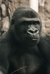 Duży goryl w klatce w zoo portret - obrazy, fototapety, plakaty
