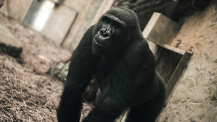 Duży goryl w klatce w zoo portret