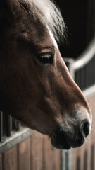 portret koń kuc z bliska bokiem twarz łeb w zoo - obrazy, fototapety, plakaty