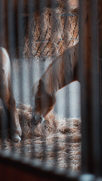 portret koń kuc z bliska bokiem twarz łeb w zoo