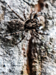 A gray spider is sitting on a gray background. This is a picture of a garden.