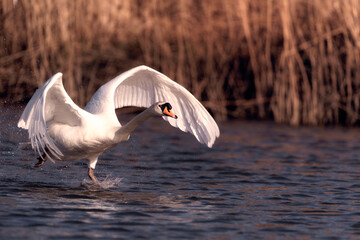 Swan walking on water before take off with wings spread out
