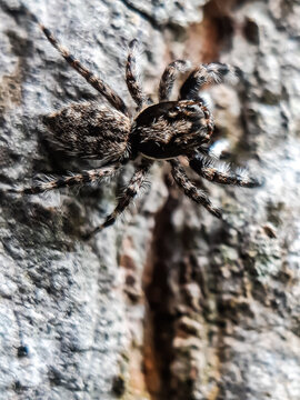 A gray spider is sitting on a gray background. This is a picture of a garden.