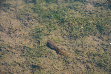 オタマジャクシ