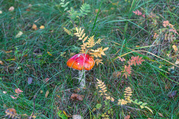 Amanita muscaria, commonly known as the fly agaric or fly amanita