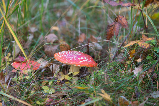 Amanita muscaria, commonly known as the fly agaric or fly amanita