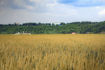 wheat field near the city