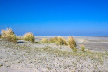 the dunes, Renesse, the Netherlands