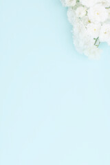 Sprigs of white roses on blue background, copy space.