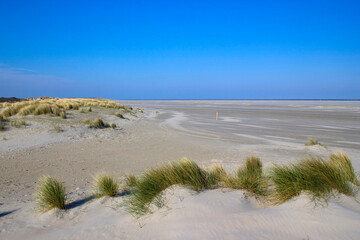 Fototapeta na wymiar the dunes, Renesse, the Netherlands
