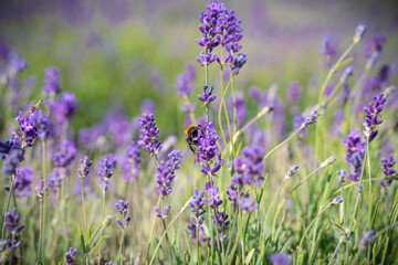 lavender flowers in the field