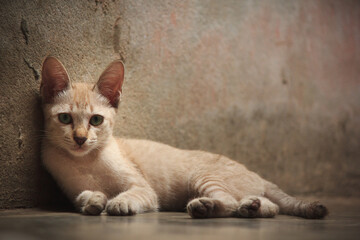 Fototapeta premium A cute little cat lying on the ground