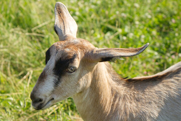 portrait of a white and beige goat with black eyebrows in the sun light on a green meadow