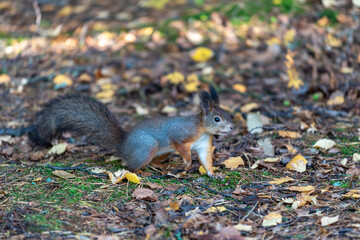 Squirrel searching for food on seurasaari island, finland